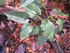 Piperales
