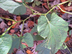 Piperales