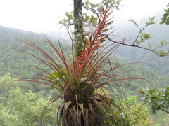 Tillandsia calothyrsus