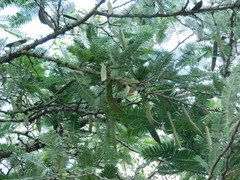 Vachellia pennatula