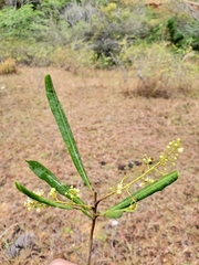 Filicium longifolium image