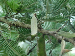 Vachellia pennatula