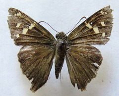 Thorybes dorantes dorantes