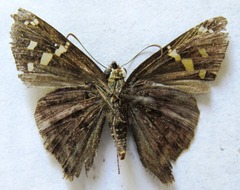 Thorybes dorantes dorantes