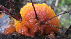 Pycnoporellus fulgens image