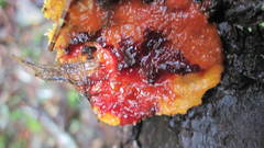 Pycnoporellus fulgens image