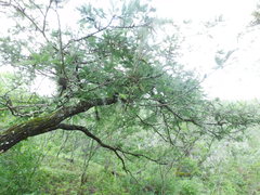 Vachellia pennatula