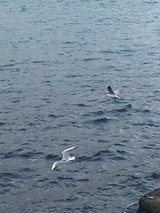 Chroicocephalus ridibundus