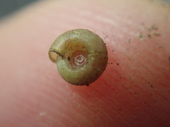 Helicodiscus parallelus