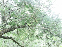 Vachellia pennatula