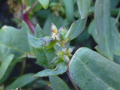 Atriplex glabriuscula
