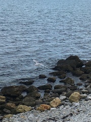 Chroicocephalus ridibundus