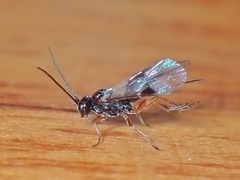 Diospilus