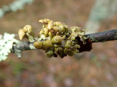 Tuckermanopsis sepincola