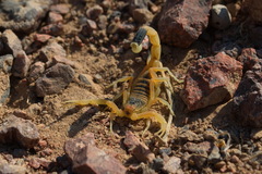 Leiurus hebraeus
