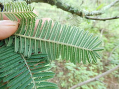 Vachellia pennatula
