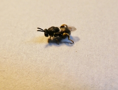 Brachymeria tibialis