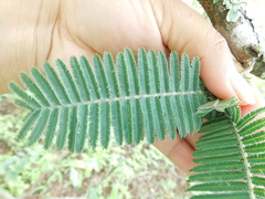 Vachellia pennatula