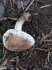 Inocybe albodisca