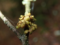 Tuckermanopsis sepincola