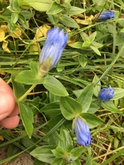 Gentiana platypetala