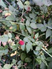 Rubus rosifolius