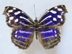 Myscelia cyaniris cyaniris