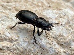 Broscus laevigatus