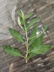 Maytenus boaria