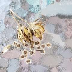 Magnoliopsida