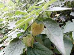 Physalis peruviana