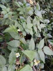 Rubus rosifolius