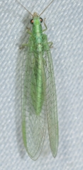 Chrysoperla mutata