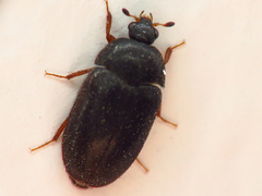 Attagenus unicolor