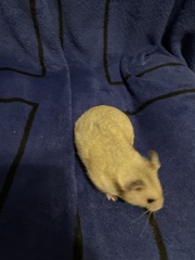 Mesocricetus auratus