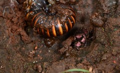 Onthophagus croesulus
