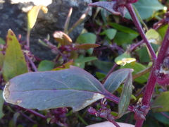 Atriplex glabriuscula