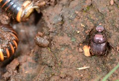 Onthophagus croesulus