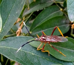 Holhymenia histrio