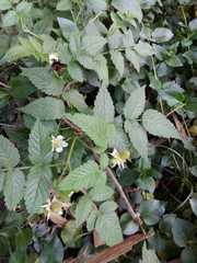 Rubus rosifolius