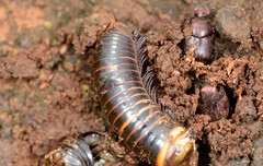 Onthophagus croesulus