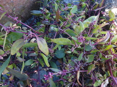 Atriplex glabriuscula