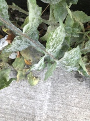 Golovinomyces sonchicola