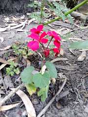 Pelargonium