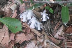 Monotropastrum humile