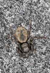 Hakka himeshimensis