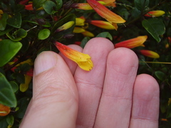Justicia floribunda