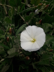 Convolvulus arvensis