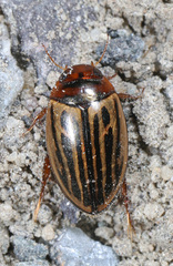 Agabus disintegratus