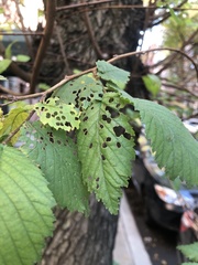 Xanthogaleruca luteola